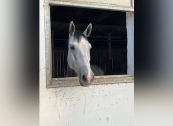 Caballo de salto Oldenburgo, Caballo castrado, 5 años, 185 cm, Tordo rodado