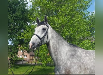 Caballo de salto Oldenburgo, Caballo castrado, 5 años, 185 cm, Tordo rodado