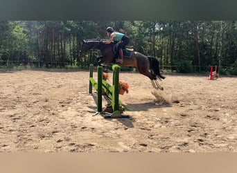 Caballo de salto Oldenburgo, Caballo castrado, 5 años, Castaño oscuro