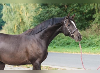 Caballo de salto Oldenburgo, Caballo castrado, 5 años, Castaño oscuro