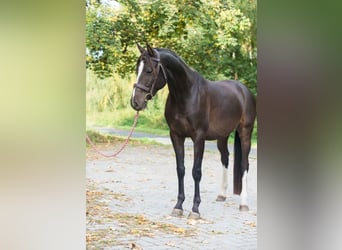 Caballo de salto Oldenburgo, Caballo castrado, 5 años, Castaño oscuro