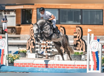 Caballo de salto Oldenburgo, Caballo castrado, 5 años, Tordo