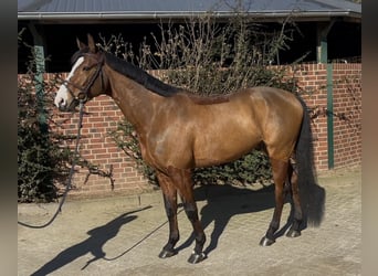 Caballo de salto Oldenburgo, Caballo castrado, 6 años, 162 cm, Castaño