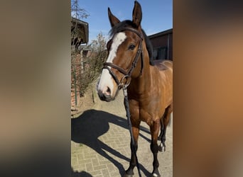 Caballo de salto Oldenburgo, Caballo castrado, 6 años, 162 cm, Castaño