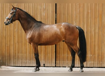 Caballo de salto Oldenburgo, Caballo castrado, 6 años, 163 cm, Castaño