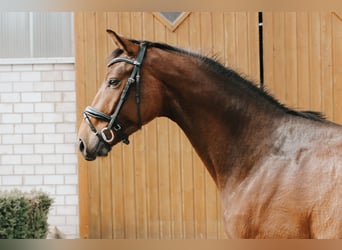 Caballo de salto Oldenburgo, Caballo castrado, 6 años, 163 cm, Castaño