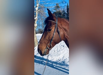 Caballo de salto Oldenburgo, Caballo castrado, 6 años, 164 cm