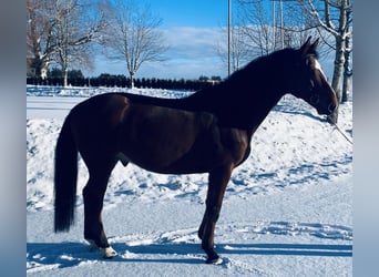 Caballo de salto Oldenburgo, Caballo castrado, 6 años, 164 cm