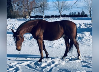 Caballo de salto Oldenburgo, Caballo castrado, 6 años, 164 cm, Castaño