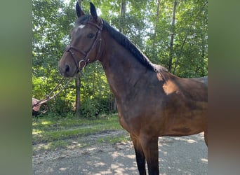 Caballo de salto Oldenburgo, Caballo castrado, 6 años, 165 cm, Castaño