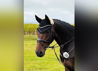 Caballo de salto Oldenburgo, Caballo castrado, 6 años, 165 cm, Castaño oscuro