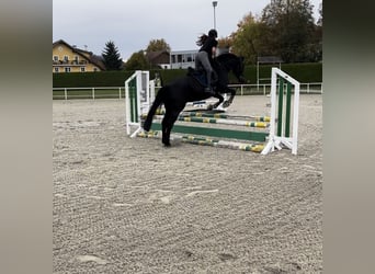 Caballo de salto Oldenburgo, Caballo castrado, 6 años, 165 cm, Negro