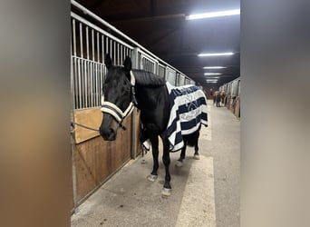 Caballo de salto Oldenburgo, Caballo castrado, 6 años, 165 cm, Negro