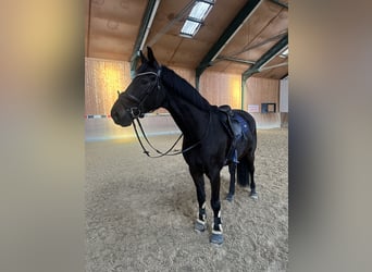 Caballo de salto Oldenburgo, Caballo castrado, 6 años, 165 cm, Negro