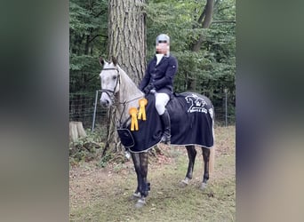 Caballo de salto Oldenburgo, Caballo castrado, 6 años, 165 cm, Tordo