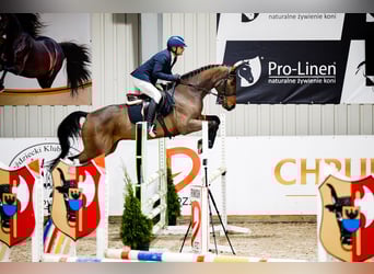 Caballo de salto Oldenburgo, Caballo castrado, 6 años, 166 cm, Castaño