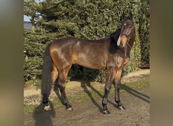 Caballo de salto Oldenburgo, Caballo castrado, 6 años, 168 cm, Castaño oscuro