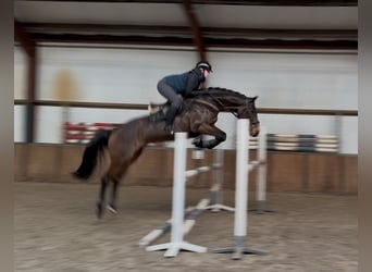 Caballo de salto Oldenburgo, Caballo castrado, 6 años, 168 cm, Castaño oscuro
