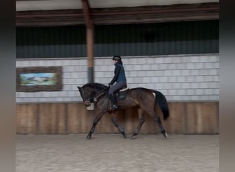 Caballo de salto Oldenburgo, Caballo castrado, 6 años, 168 cm, Castaño oscuro