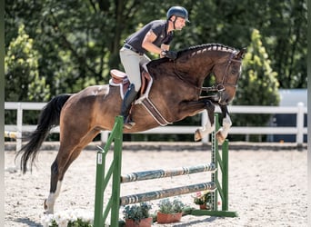 Caballo de salto Oldenburgo, Caballo castrado, 6 años, 168 cm, Castaño rojizo