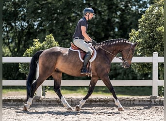 Caballo de salto Oldenburgo, Caballo castrado, 6 años, 168 cm, Castaño rojizo