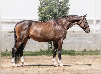 Caballo de salto Oldenburgo, Caballo castrado, 6 años, 168 cm, Castaño rojizo