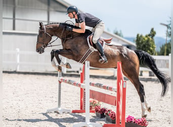 Caballo de salto Oldenburgo, Caballo castrado, 6 años, 168 cm, Castaño rojizo