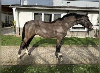 Caballo de salto Oldenburgo, Caballo castrado, 6 años, 168 cm, Morcillo