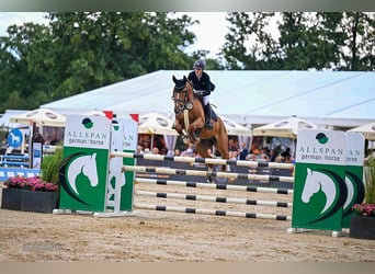 Caballo de salto Oldenburgo, Caballo castrado, 6 años, 169 cm, Alazán
