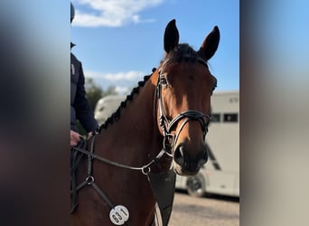 Caballo de salto Oldenburgo, Caballo castrado, 6 años, 170 cm, Castaño