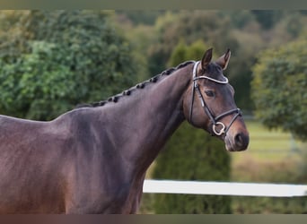 Caballo de salto Oldenburgo, Caballo castrado, 6 años, 170 cm, Morcillo