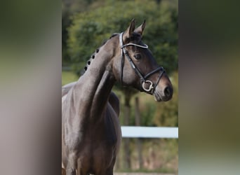 Caballo de salto Oldenburgo, Caballo castrado, 6 años, 170 cm, Morcillo
