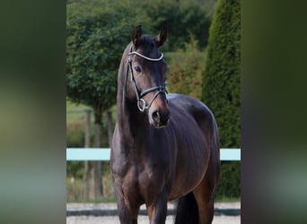 Caballo de salto Oldenburgo, Caballo castrado, 6 años, 170 cm, Morcillo