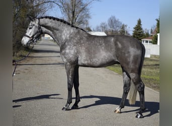 Caballo de salto Oldenburgo, Caballo castrado, 6 años, 170 cm, Tordillo negro