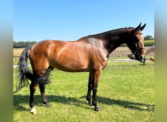 Caballo de salto Oldenburgo, Caballo castrado, 6 años, 171 cm, Castaño