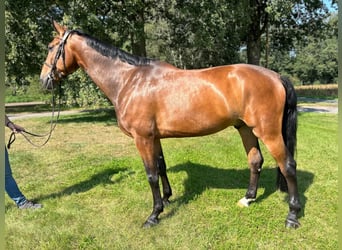 Caballo de salto Oldenburgo, Caballo castrado, 6 años, 171 cm, Castaño