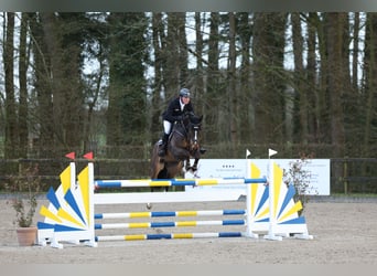 Caballo de salto Oldenburgo, Caballo castrado, 6 años, 171 cm, Castaño oscuro