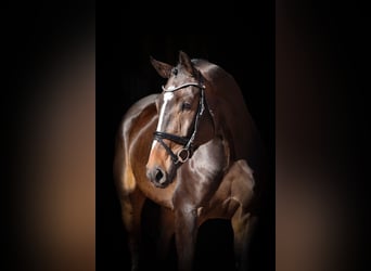 Caballo de salto Oldenburgo, Caballo castrado, 6 años, 171 cm, Castaño oscuro