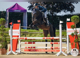 Caballo de salto Oldenburgo, Caballo castrado, 6 años, 171 cm, Morcillo