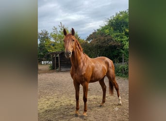 Caballo de salto Oldenburgo, Caballo castrado, 6 años, 172 cm, Alazán