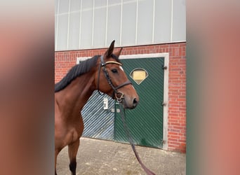 Caballo de salto Oldenburgo, Caballo castrado, 6 años, 172 cm, Castaño