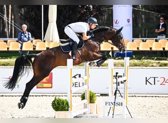 Caballo de salto Oldenburgo, Caballo castrado, 6 años, 172 cm, Castaño rojizo