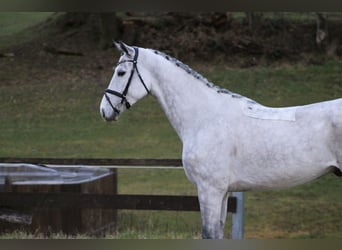 Caballo de salto Oldenburgo, Caballo castrado, 6 años, 172 cm, Tordo