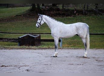 Caballo de salto Oldenburgo, Caballo castrado, 6 años, 172 cm, Tordo