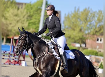 Caballo de salto Oldenburgo, Caballo castrado, 6 años, 173 cm, Morcillo