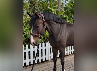 Caballo de salto Oldenburgo, Caballo castrado, 6 años, 175 cm, Castaño