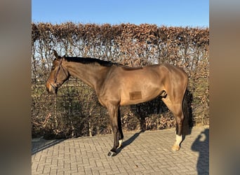 Caballo de salto Oldenburgo, Caballo castrado, 6 años, 175 cm, Castaño