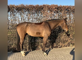 Caballo de salto Oldenburgo, Caballo castrado, 6 años, 175 cm, Castaño