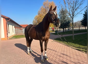 Caballo de salto Oldenburgo, Caballo castrado, 6 años, 178 cm, Alazán-tostado