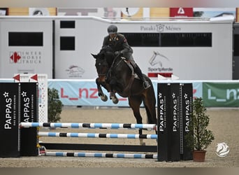 Caballo de salto Oldenburgo, Caballo castrado, 6 años, 179 cm, Castaño oscuro